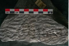 Foto (Detailansicht) von Sigillaria alternaus Lindl. et H. (NHMW-GEO-2024-0188-11050)
